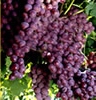 Linton - Chilford Hall Vineyard - nearby our caravan site