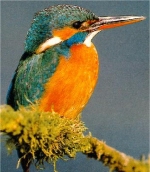 Fowlmere RSPB Reserve