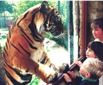 Tigers at Linton Zoo - well worth a visit is you're staying at our caravan site